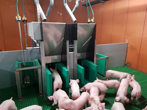 система питания для свиней / для трубы / программируемая / с автоматической системой идентификации