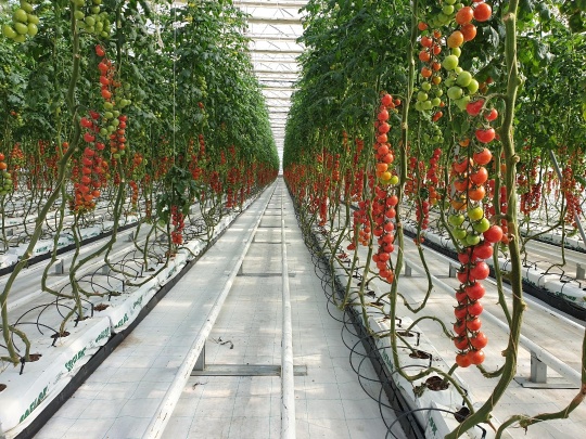 HYDROPONIC SYSTEMS INTERNATIONAL Photo 2