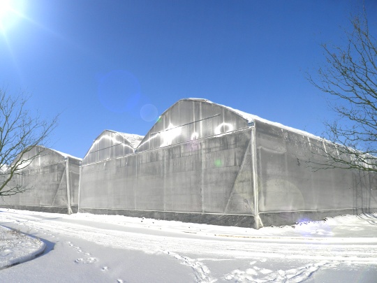 J. Huete Greenhouses Photo 3