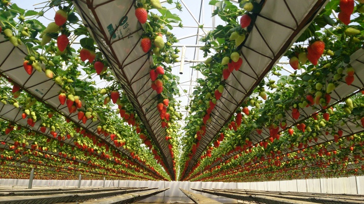 NEW GROWING SYSTEM S.L. Photo 1