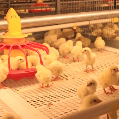 Retech Farming Photo 5