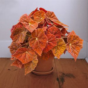 Многолетнее зеленое растение - Begonia 'Autumn Embers' PPAF - AG 3 Inc - для горшков / для помещений / для сада