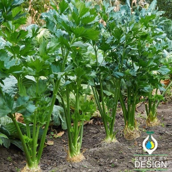 Годовой семена сельдерея - Tendercrisp - Seeds by Design - гибридный