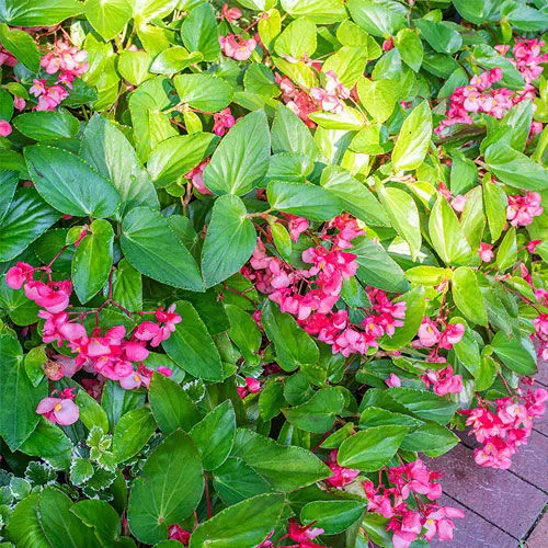 Многолетнее цветочное растение - Begonia Dragon Wing® - Select Seeds - годовое / розовое / для горшков