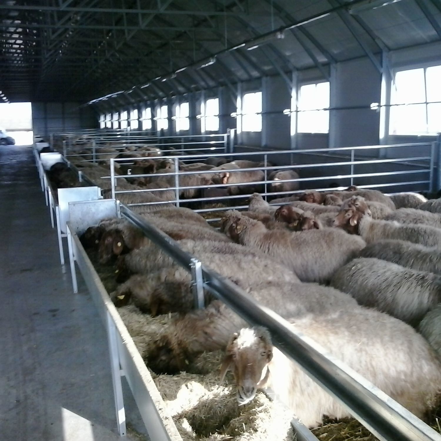 Корыто для баранов - INDB13, 33000 - AHI - FARM CAMARA - из нержавеющей ...