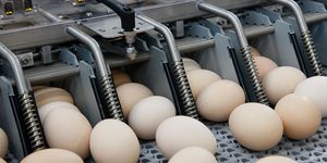 система для транспортировки яиц