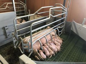 клетка для рождения для свинины
