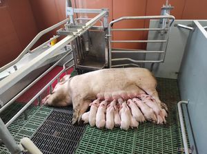 клетка для рождения для свинины