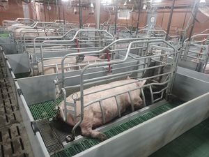 клетка для рождения для свинины