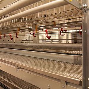 клеточная батарея для несушек конструкция из нержавеющей стали