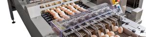 система для транспортировки яиц для инкубационных яиц