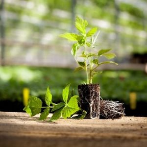 субстрат растений почва для горшечных культур