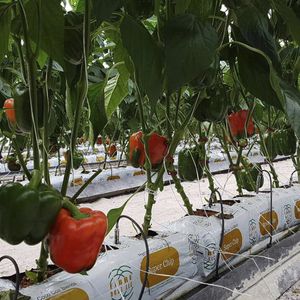 субстрат растений кокосовый торф