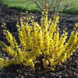 цветочный кустарник для клумбы