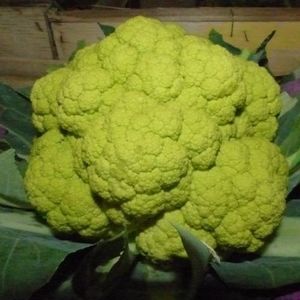 гибридное семена цветной капусты