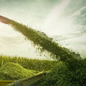 семена кукурузы для силосования