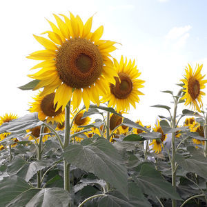 полураннее семена подсолнуха
