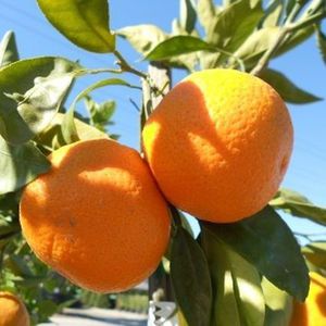апельсиновое дерево
