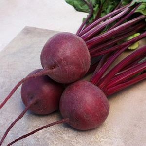семена свеклы для сахара 1