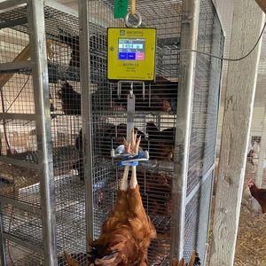 весы для домашней птицы