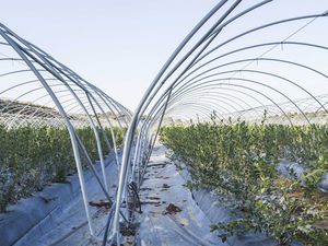 многотуннельная теплица