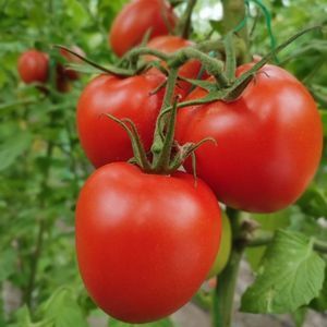 красный семена томатов