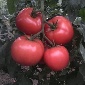 розовый семена томатов