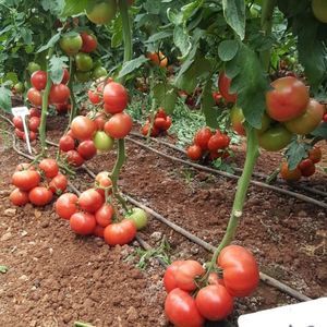 розовый семена томатов