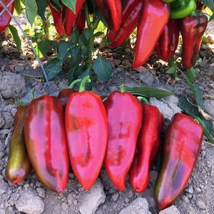 семена сладкого перца для тепличных культур