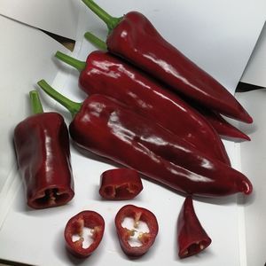 полуранние семена сладкого перца