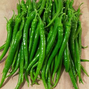 семена сладкого перца для тепличных культур