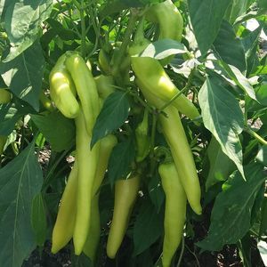 семена сладкого перца для тепличных культур