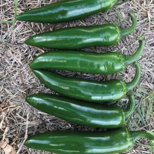 семена сладкого перца для тепличных культур