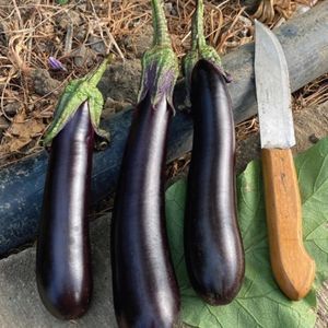 семена баклажана для тепличных культур