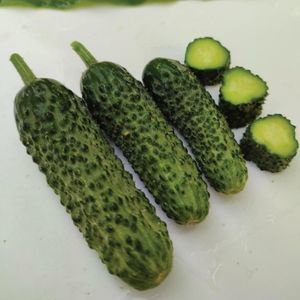 зеленое семена огурцов