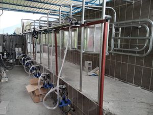 помещение для дойки для коров