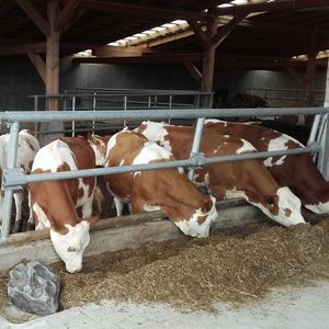 кормовая решетка для крупного рогатого скота 1