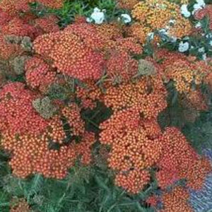 многолетнее цветочное растение 1