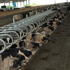 стойло стойло для молочного скота