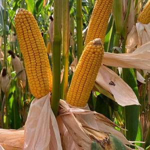 семена кукурузы для силосования 1