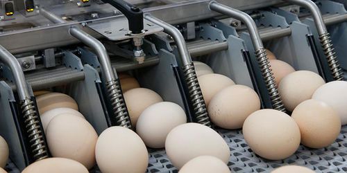 Система для транспортировки яиц - Pas Reform Hatchery Technologies