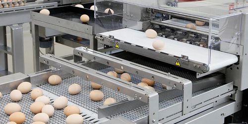 Калибратор для яиц - Pas Reform Hatchery Technologies - ленточный