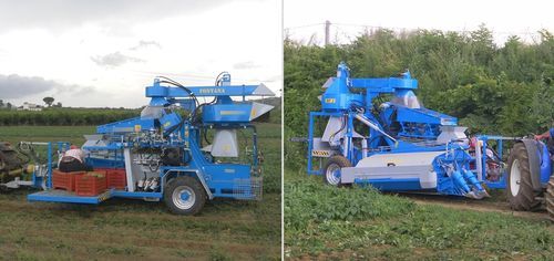 Уборочная машина для фасоли - RF1 - Fontana S.r.l. - attrezzature agricole - для зеленой фасоли / прицепная / путем всасывания