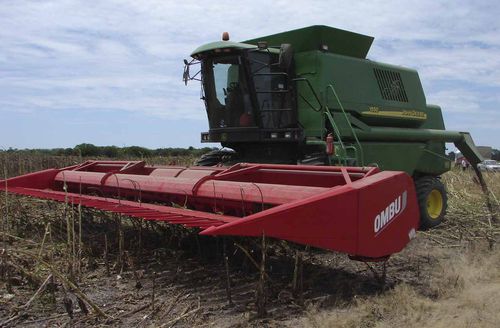 Головка для сбора урожая для подсолнечника - CG 2010 - Maquinas Agricolas Ombu SA - жесткая / червячный