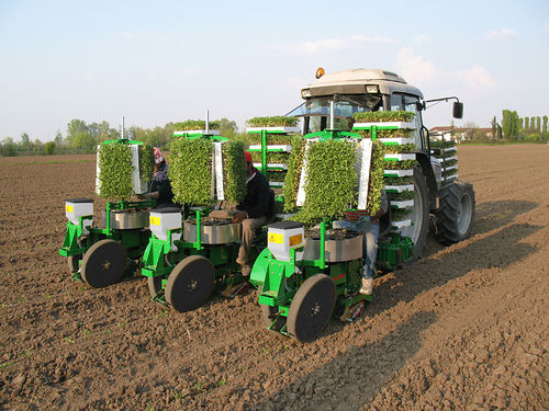 Посадочная машина для салата - Florida - SFOGGIA Agriculture Division S.r.l. - для помидоров / для табака / с ручным управлением