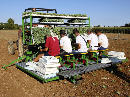 Посадочная машина для салата - California - SFOGGIA Agriculture Division S.r.l. - для помидоров / с ручным управлением / буксируемая