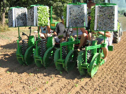Посадочная машина для овощей - Itala - SFOGGIA Agriculture Division S.r.l. - с ручным управлением / буксируемая / для голых корней