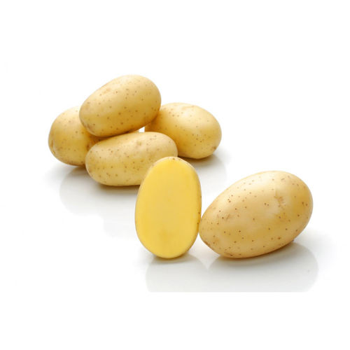 Ранний семена картофеля - Campina - Solana GmbH & Co. KG - для потребления / длинный / средняя зрелость