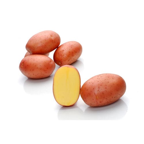Ранний семена картофеля - Rodriga - Solana GmbH & Co. KG - для потребления / длинный / средняя зрелость