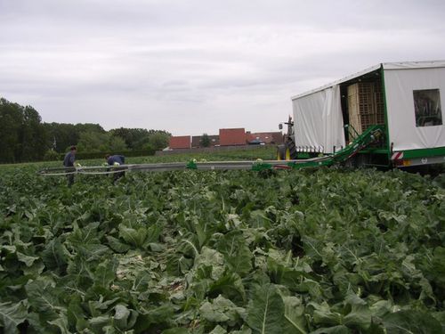 Уборочный конвейер для капусты - Sweere Agricultural Equipment - прицепной / складной